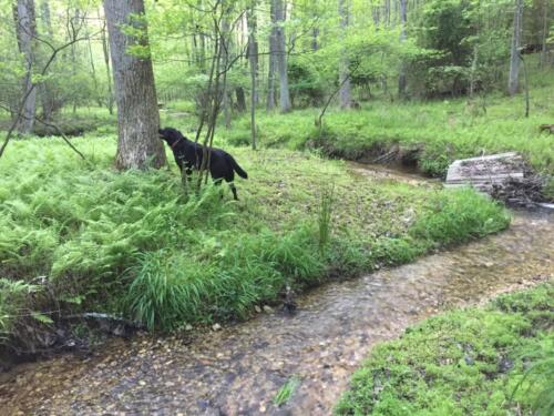 Woods-stream-dog